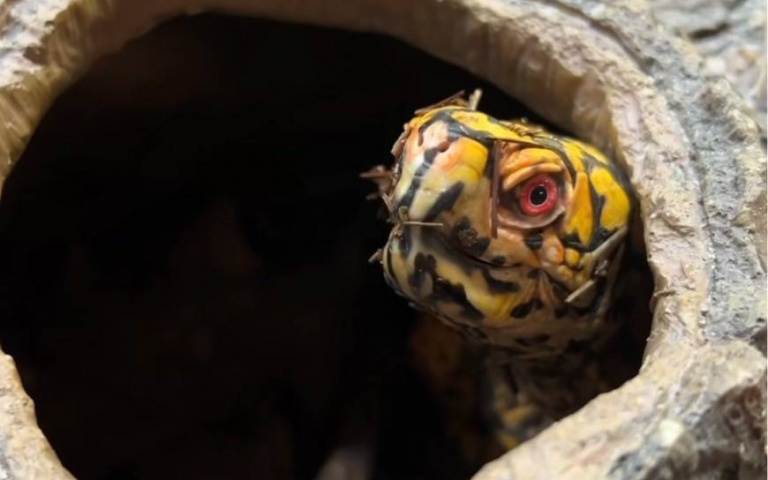 烏龜被餵食藍莓畫面曝光　吸引百萬人次觀看