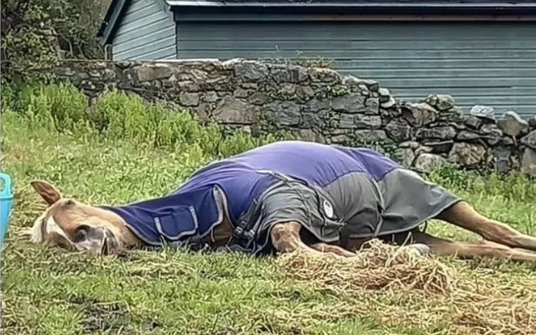 馬兒「路倒」睡到打呼被誤認虐待　飼主超冤：「他只是懶」