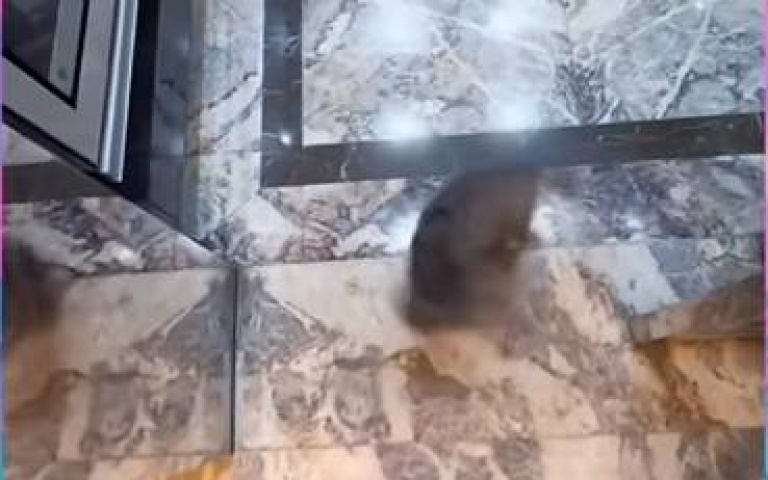 是戰鬥陀狗嗎？　小犬「追尾巴」瘋狂打轉超迅速