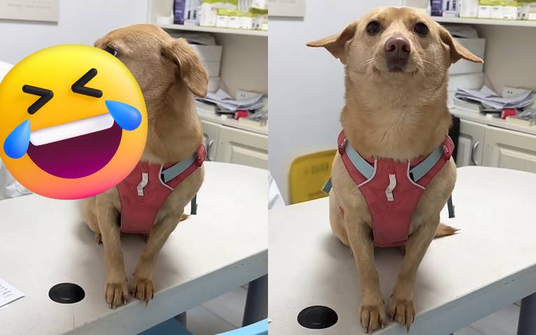 汪星人被「他」一摸秒變臉！網笑說：「只要你不碰我，我們就是好朋友。」