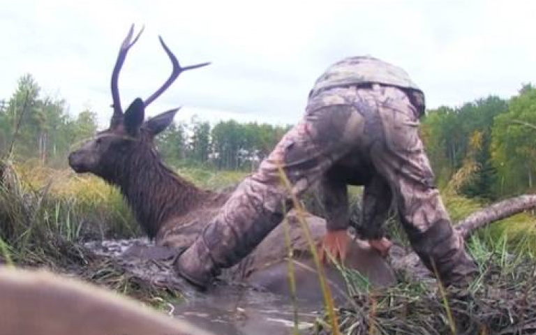 兇狠麋鹿胡亂攻擊車！他倆皺眉「好像有訊息想傳達」　跟著走直擊暖心一幕