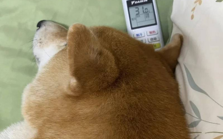 狗狗也養生?開冷氣竟還被熱醒 網友深夜起床發現竟是「枕邊柴」幫調31度