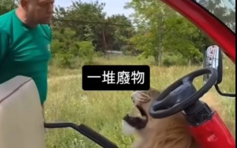 萬獸之王霸氣盡失 在粗壯男面前乖得像隻小貓