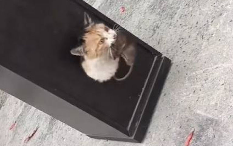 喇叭音箱中有老鼠怎麼辦？　主人請專業的來