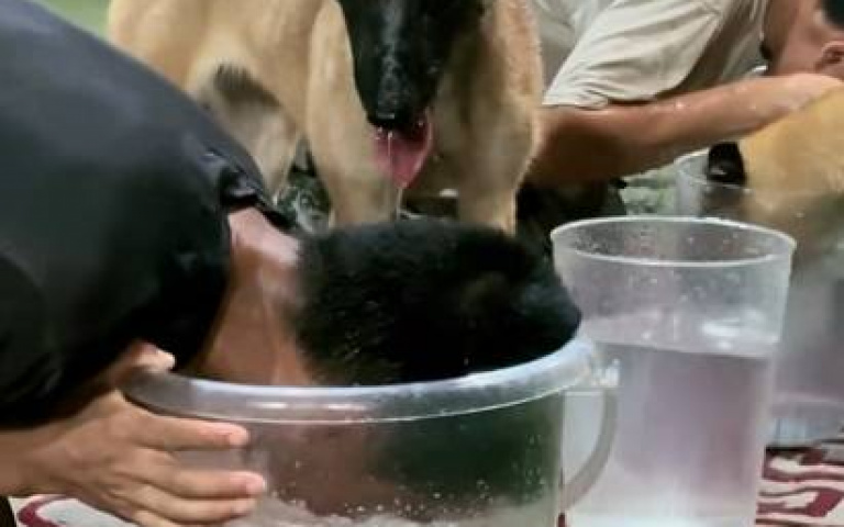 看誰憋氣憋得久？　狗埋頭忍住但後來發現不大對勁