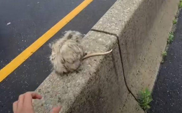 負鼠闖分隔島左右都來車慌了！　霸氣人類輕輕抱起完成救援