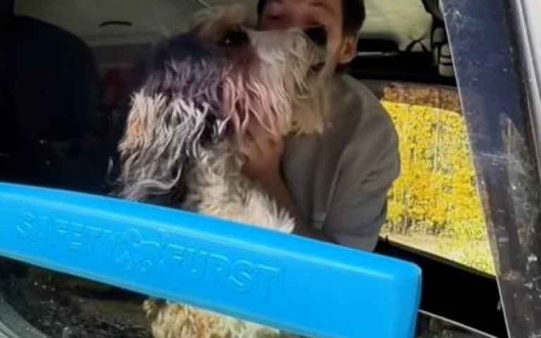 這狗主人太有愛心！　萌寵喜歡靠窗看風景…他親自設計一款神物