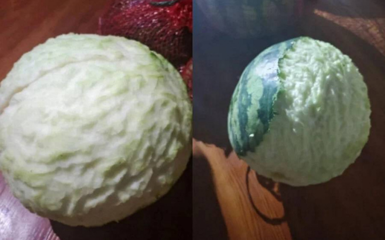 主人回家看傻！大西瓜離奇變身「高麗菜」 超萌兇手狂啃千口沒吃到果肉