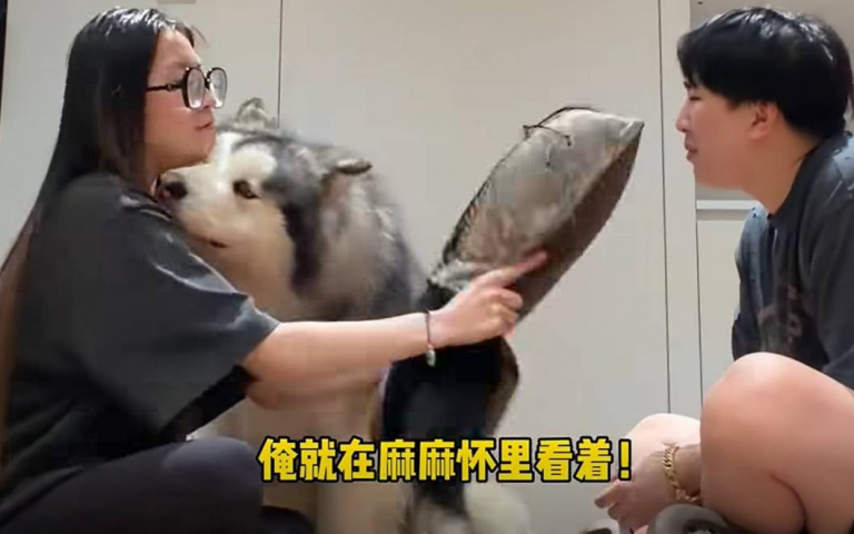 看到媽媽打爸爸、爸爸打媽媽　狗狗的態度大不同
