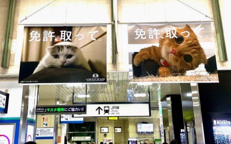 有貓就給讚!日本駕訓班派出「網紅貓」推招生廣告