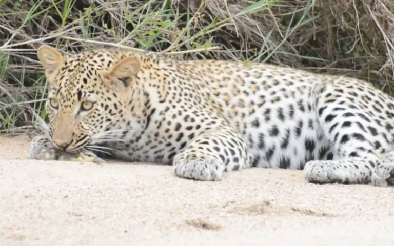 命運女神眷顧！小鵝誤闖花豹獵區險被吃掉　靠這奇蹟逃過一劫
