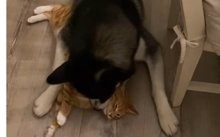 這貓咪脾氣真好！？　二哈無賴疊上「還張口含住脖子」