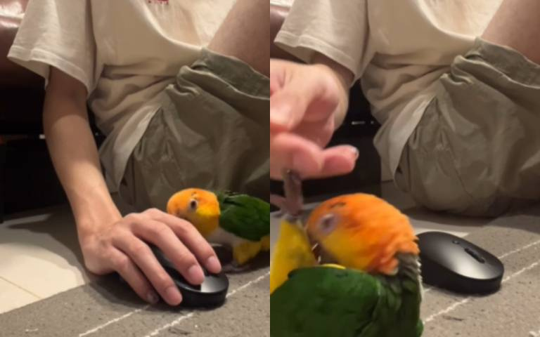 滑鼠能吃嗎？　軟爛小鸚鵡磨蹭磨蹭主人覺得好煩