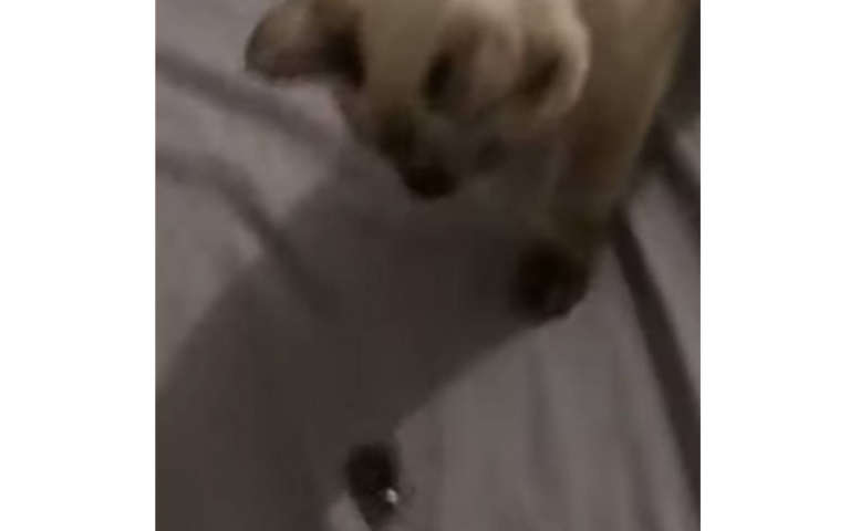 仙氣美貓一口抓住超大蟑螂　下一秒跳上床「新鮮直送」進貢主人嚇傻