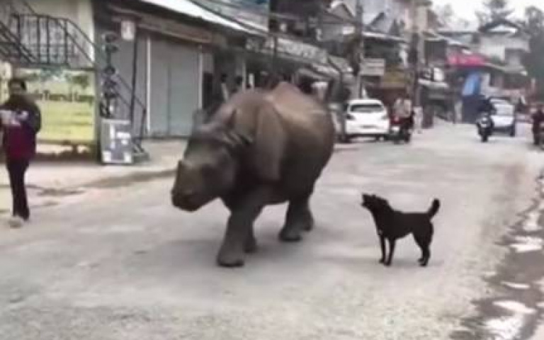 牛在街上散步已經不稀奇！　犀牛淡定晃「狗狗一旁亂吠」牠不想理