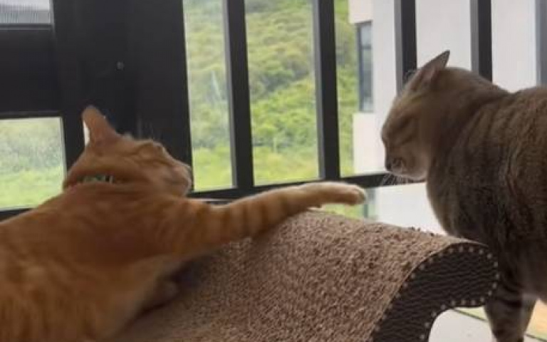 平常搶床都搶贏！這次小喵不讓了　牠挨「五巴掌」換來一頓舒服好覺