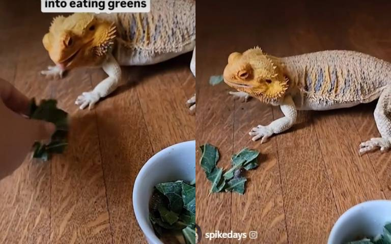 高招！蟲上丟一片葉　鬆獅蜥乖乖吃青菜