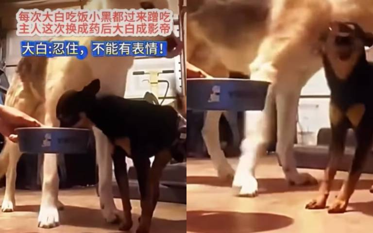 每次都來蹭吃! 大白服藥「注意面部表情」戲耍小黑