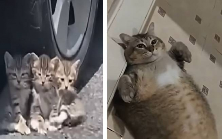 交給阿嬤就對了！他收養3小奶貓送鄉下　半年後再見嚇傻：這些汽油桶是誰