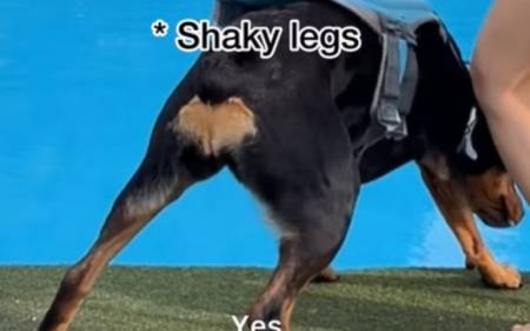 狗狗游池畔「四條腿狂抖」不敢下水　女主人一招讓牠破心魔