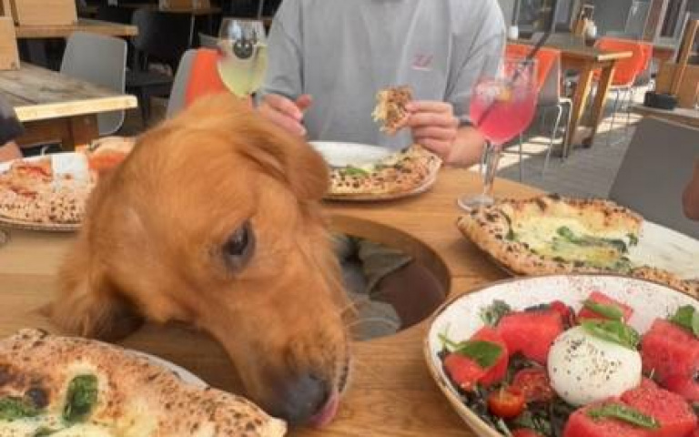 滿滿佳餚百眼前！　這條狗忍住誘惑等人餵