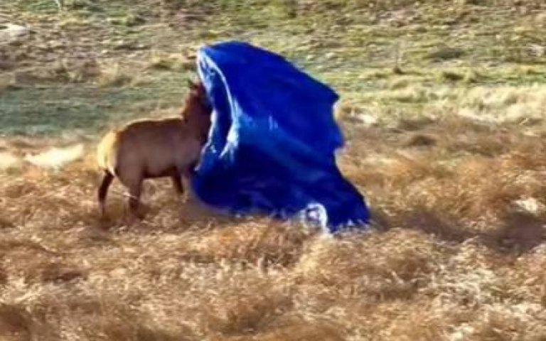 披上藍色披風的麋鹿？　牠慌張亂竄…同袍也受驚了