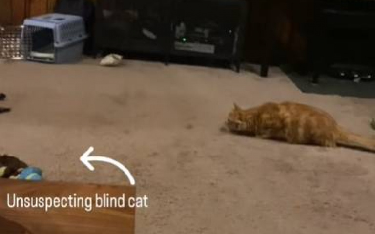 橘貓呈現戰鬥蹲姿！盲貓險遭殃　狗大哥跳出來阻止牠幹壞事