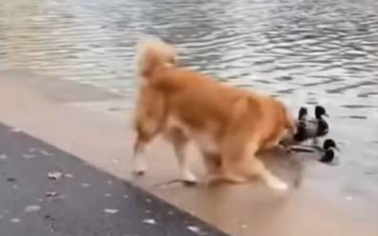 阿金跟小鴨玩！在河邊翻肚超可愛　親和力媲美里民代表