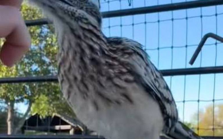 和只愛走路的鳥巧遇！　婦人多了一個摯友：野放也不走