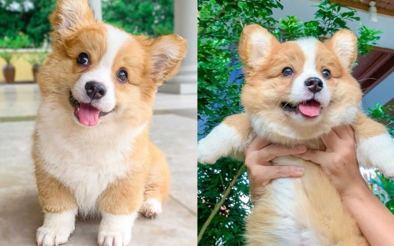來自緬甸的超萌柯基犬!「招牌吐舌」萌翻近五萬名粉絲