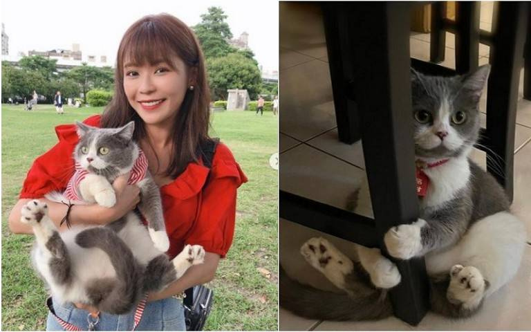 寵物情緣/收編後發現嚴重過敏 林萱瑜用愛包容貓女兒:牠是天使貓