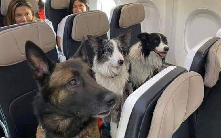 搭機巧遇搜救犬！執行任務時相當專注且不畏艱難　工作外也同樣地乖巧聽話