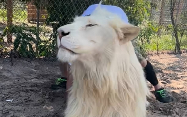 大白獅也要討抱抱！　男子一騎上去「牠秒怒吼」…霸氣影片曝光