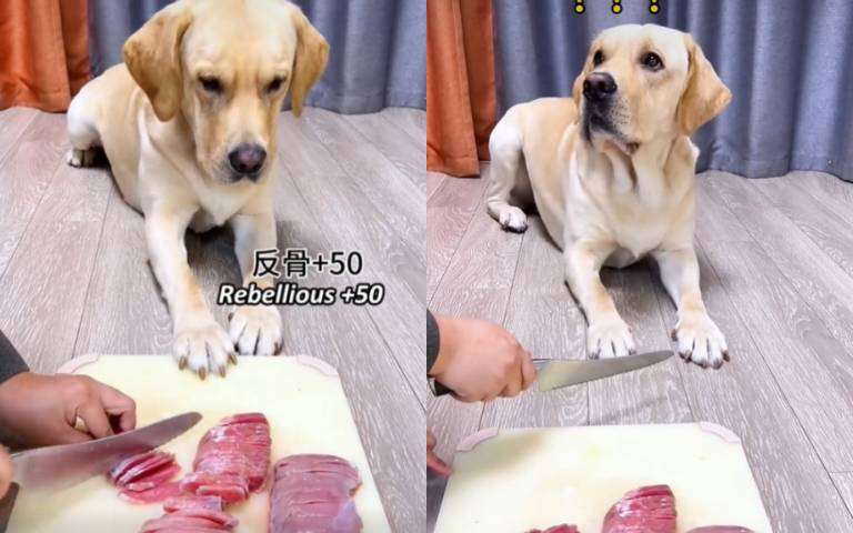 我幫你扶著肉!狗狗垂涎模樣逗笑全網 牠無奈:不識好狗心