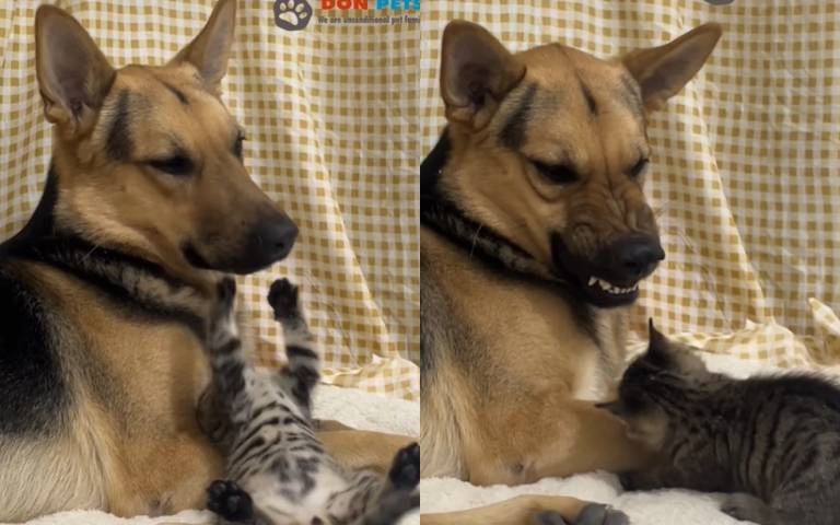 CP值最高的跑步機？　靠點心盒「放電」哈姆太郎狂奔畫面曝光