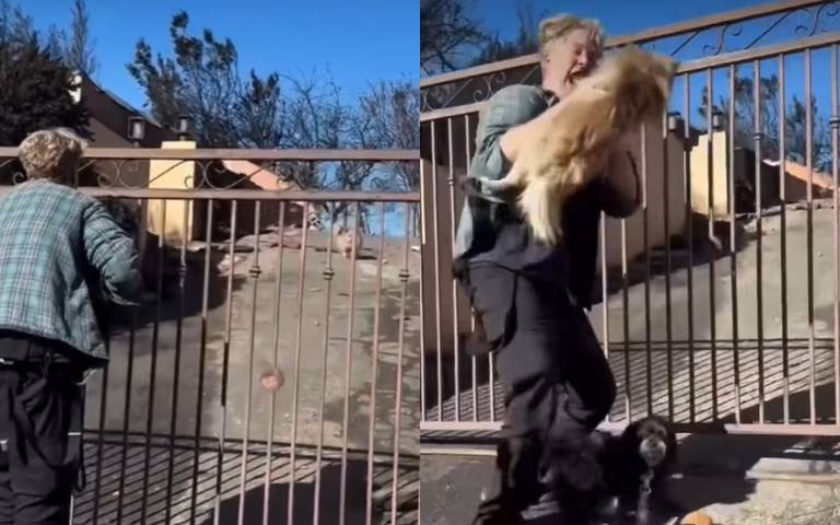 洛杉磯野火中與愛犬失散 事隔多日竟能破鏡重圓
