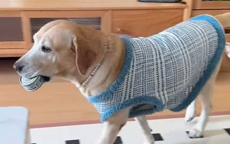 看拉拉如何制裁說話不算話的人！　牠見談判破局立馬翻臉