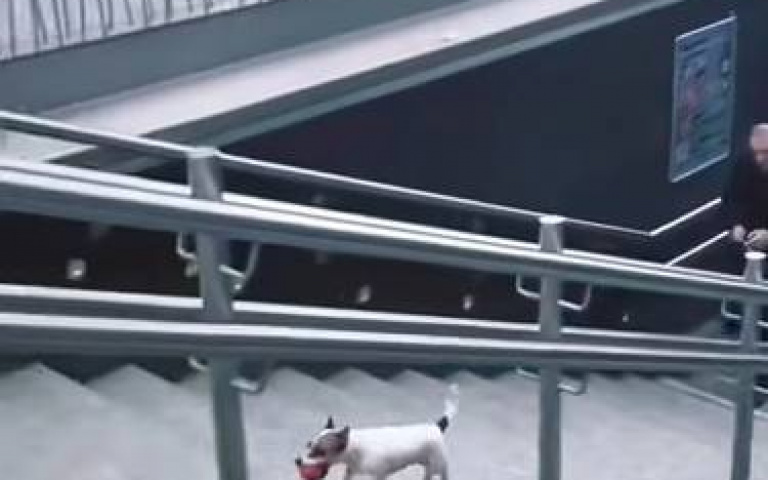 全部人都圍在地鐵站口? 原來在看小可愛賣萌