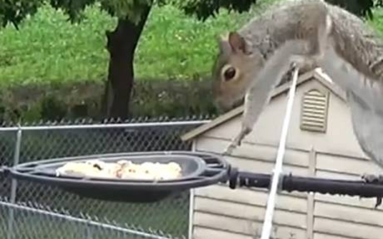 想吃鳥食卻受阻！松鼠費盡力吃到　逃跑竟只花了1秒
