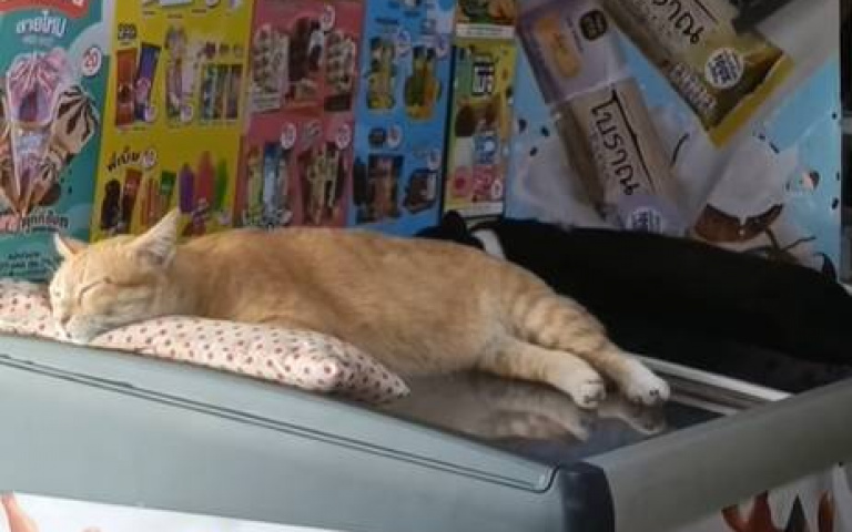 店長好！　買個冰還要通知貓一聲