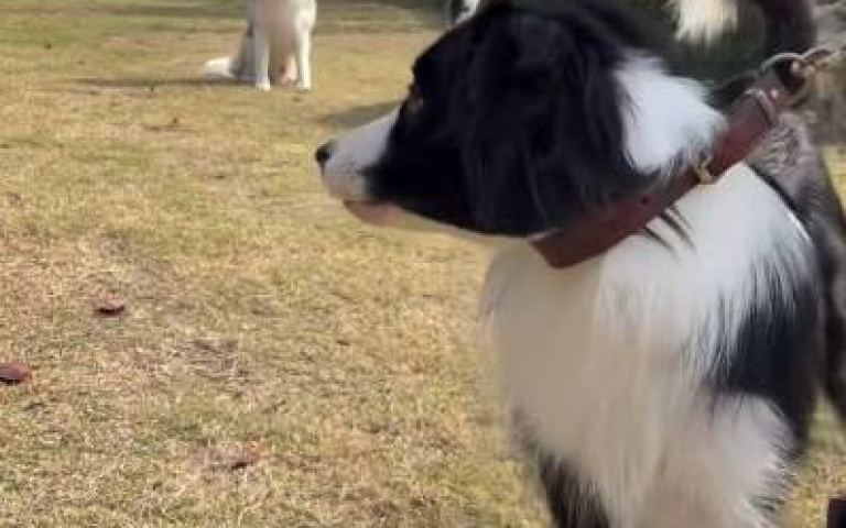 邊牧與二哈之間的差別？　見牽繩「大哥一動也不動」當看不到