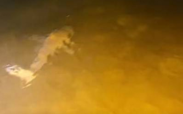 水中之霸也懂「寡不敵眾」　看到海豚幫下秒轉向逃跑