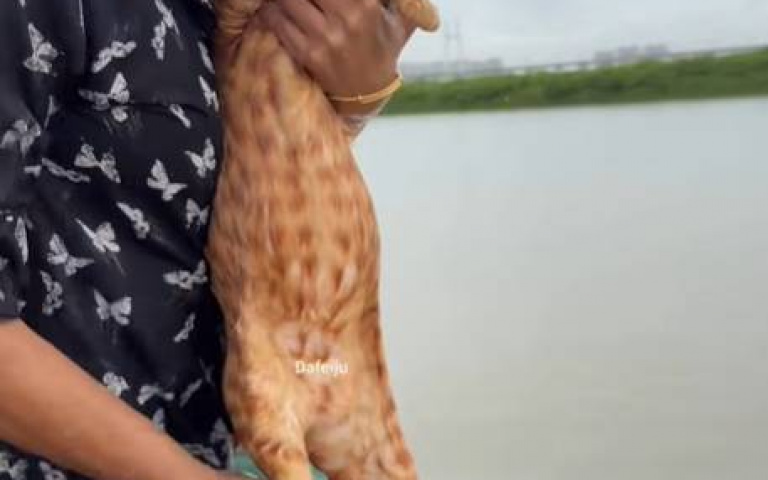 什麼品種的貓？　竟不怕水且還會游泳