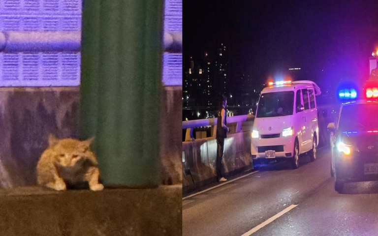 高架橋救貓大作戰！警車、防撞車封路救回毛命　橘貓「大難不死」火速有家