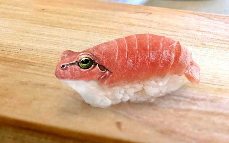 當冷門動物結合日常用品,會撞出什麼火花呢?先來一個「蛙眼壽司」吧!