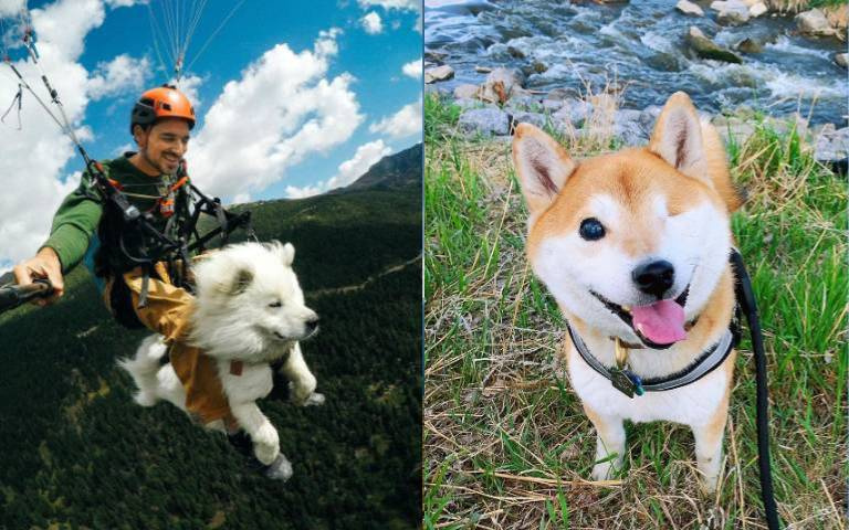 獨眼慘遭棄養!汪星人系列故事有洋蔥,「熱愛飛行傘」的薩摩耶沒在怕!(9)