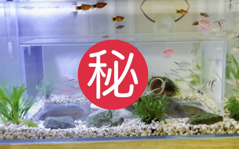 超狂魚缸!小貓一鑽進去,看起來就像貓咪的海底公園!