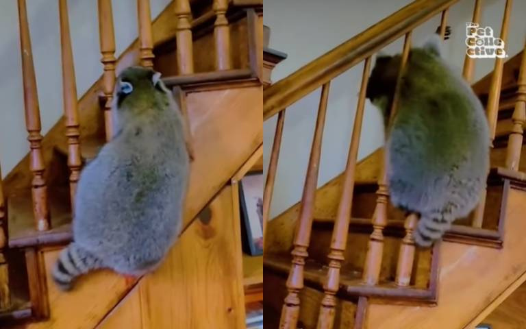 胖浣熊不自量力？　頂著大屁股找縫鑽結果出爐