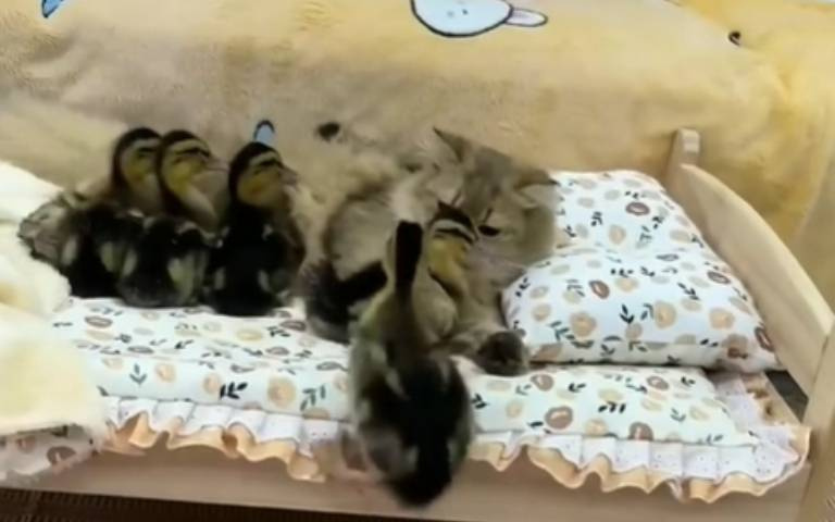 這裡有一隻慈母貓！　鴨鴨排排座讓牠舔毛洗澎澎