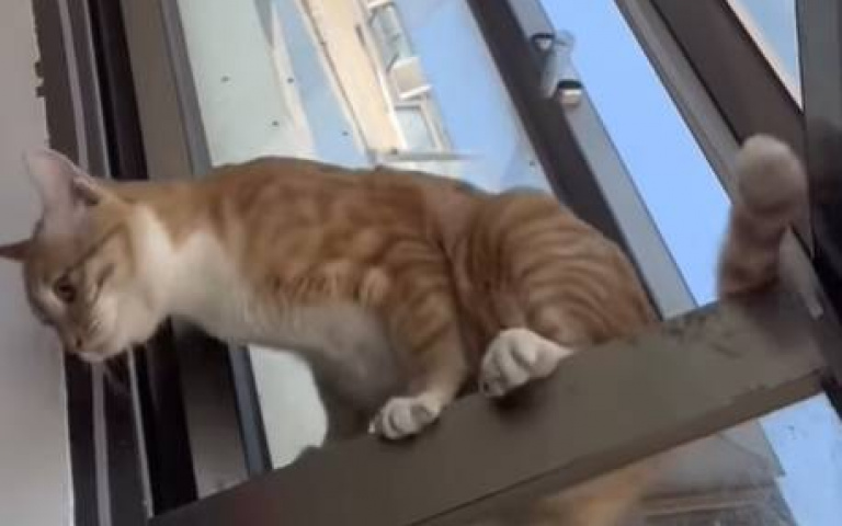 小偷貓爬窗闖民宅！　窗邊踱步躊躇不前有夠好笑
